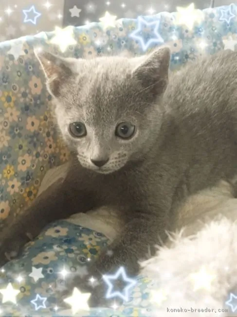 ID：1706-00419の子猫