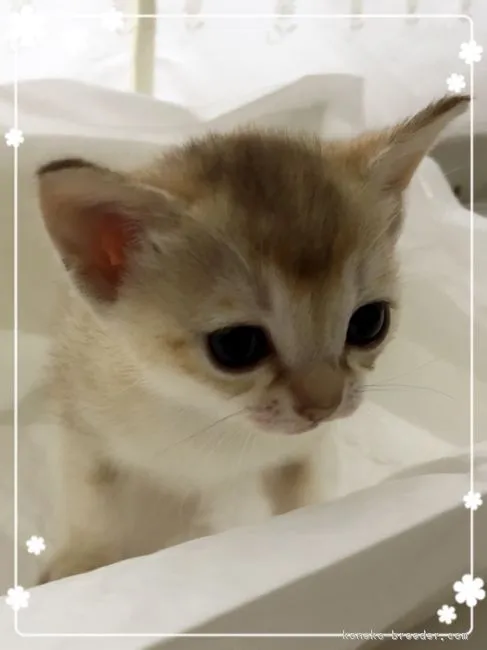 ID:1711-00655の子猫