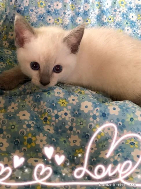 ID:1809-00236の子猫