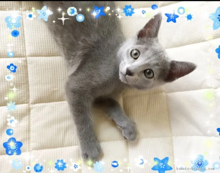 ID:1708-00855の子猫