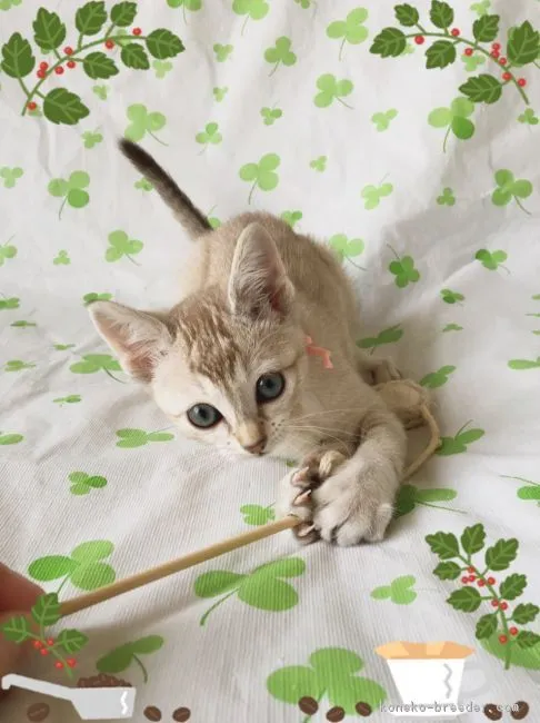ID:1605-00325の子猫