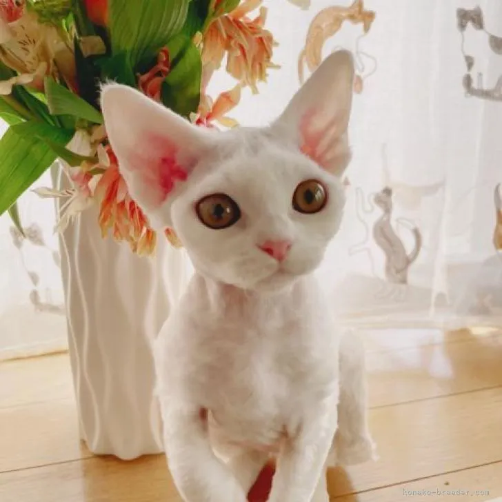 ID:2211-01627の子猫