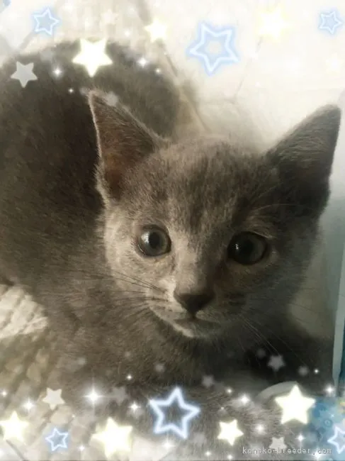 ID：1706-00418の子猫