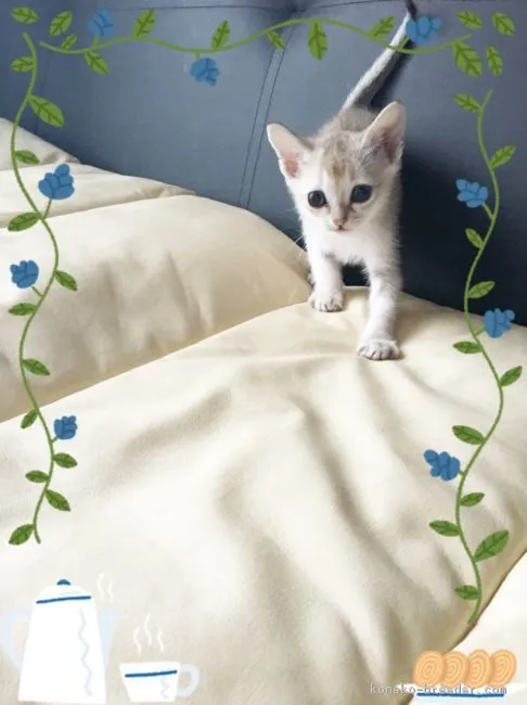 シャーリーママ 様のお迎えした子猫