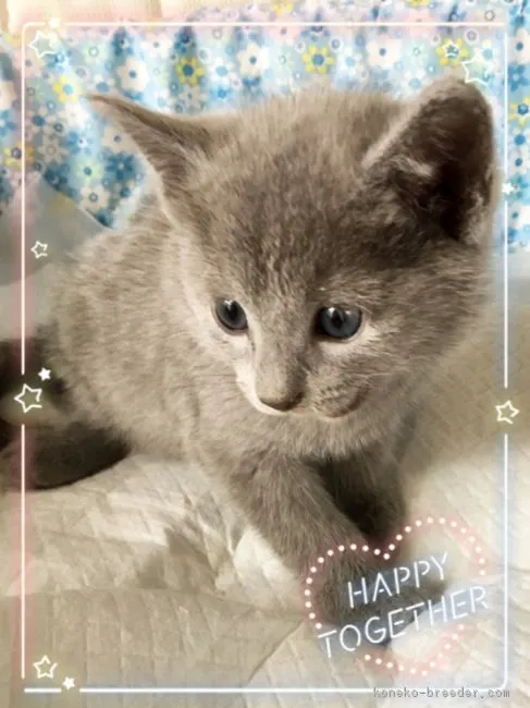 ID：1710-00237の子猫