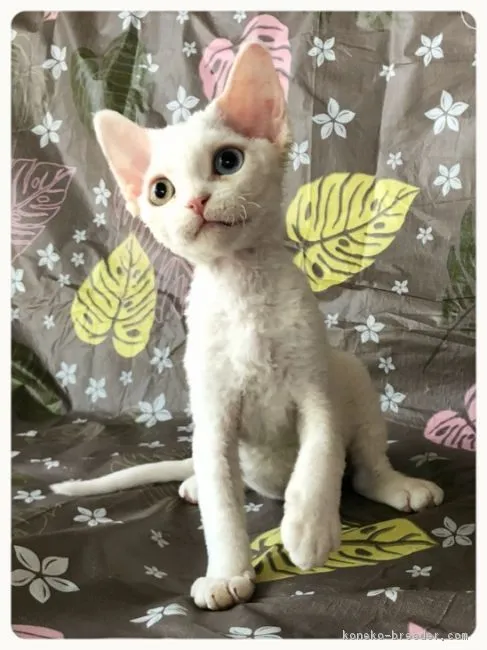 ID：1804-00619の子猫