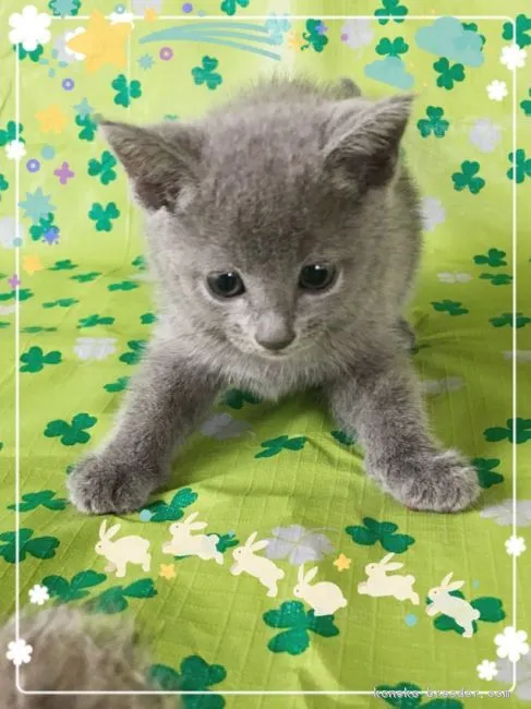 ID：1808-01672の子猫