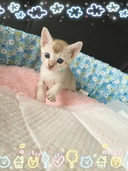 かぶママ 様のお迎えした子猫