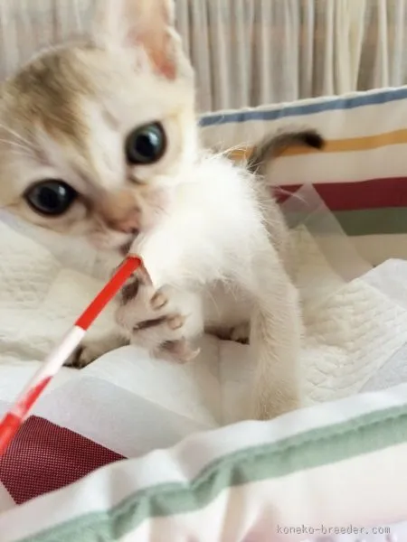 ID：1507-00019の子猫