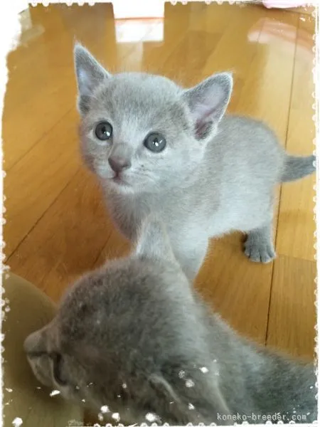 ID:1506-00598の子猫