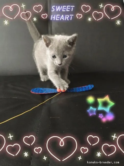 鈴木　忍 様のお迎えした子猫