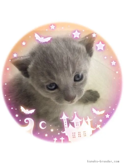 ID:1710-01039の子猫