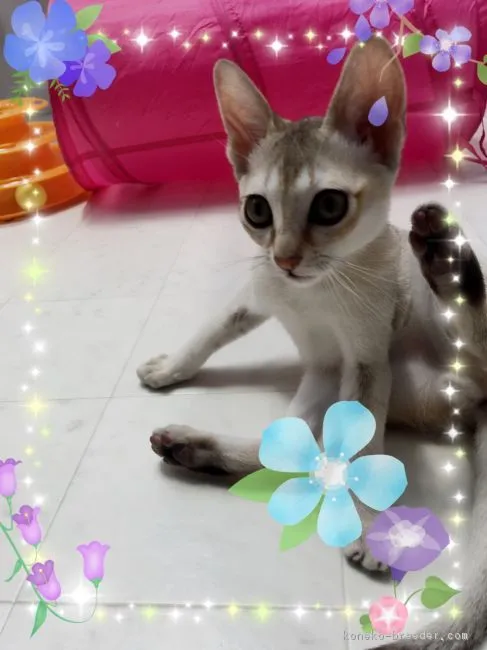 ID:1704-01126の子猫