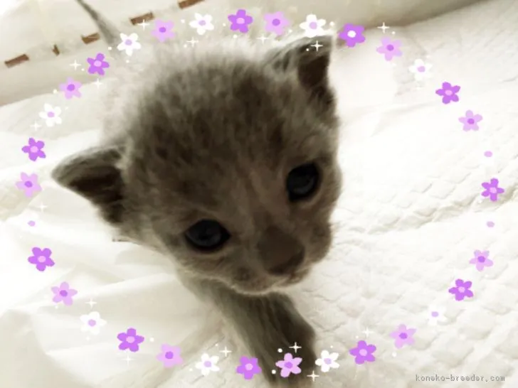 ID：1702-00686の子猫