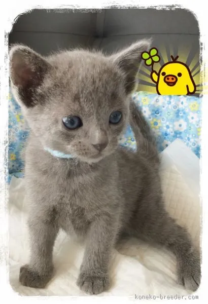 ID:1510-00606の子猫