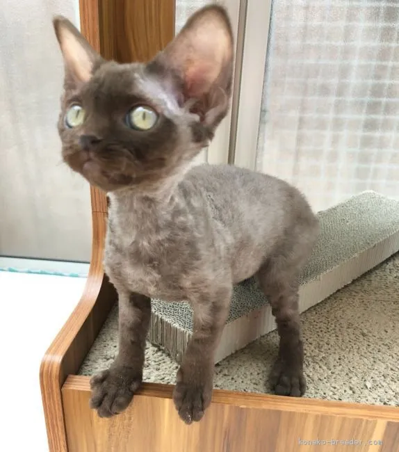 ID：2003-01000の子猫