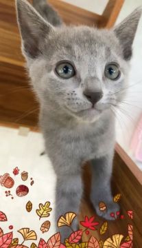 ロシアンブルー【宮城県・男の子・2019年7月27日・ブルー（ショートダブルコート）】の写真「我が道を行く黄色君😺❤️」