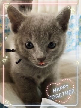 ロシアンブルー【宮城県・男の子・2017年8月28日・ブルー（ダブルコート）】の写真「ハンサムネイビー君(๑˃̵ᴗ˂̵)💕」