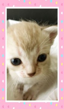 パパはロシアンママはプーラの女の子🎀【宮城県・女の子・2016年7月5日・プーラ柄のクリーム（ショート）】の写真「優しい静かな女の子💕」