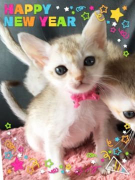 シンガプーラ【宮城県・女の子・2016年12月2日・セピアアグーチ（シングルショートコート）】の写真「甘々な女の子🍀」
