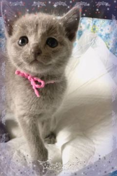 ロシアンブルー【宮城県・女の子・2018年9月15日・ブルー（ショートコート）】の写真「タレ目な可愛い女の子😻💕」