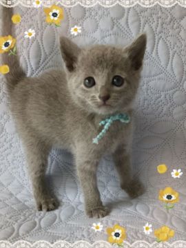 ロシアンブルー【宮城県・男の子・2018年9月15日・ブルー（ショートコート）】の写真「優しいお顔の可愛い水色君🐣💕」