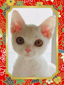 デボンレックス【宮城県・男の子・2018年8月20日・ホワイト（巻毛）】の写真「ちぃちゃなおチビちゃん🐥💕」