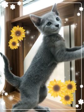 ロシアンブルー【宮城県・男の子・2018年5月9日・ブルー（ショート）】の写真「ベビちゃんみたいなおっとりネイビー君🐣」