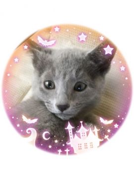 ロシアンブルー【宮城県・男の子・2017年7月24日・ブルー（ダブルコート）】の写真「まん丸きみどり君🌟」