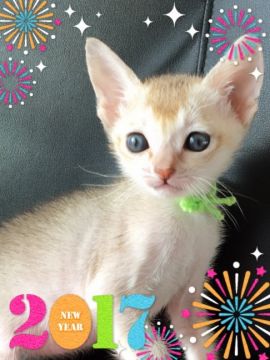 シンガプーラ【宮城県・男の子・2016年12月2日・セピアアグーチ（ショートシングルコート）】の写真「」