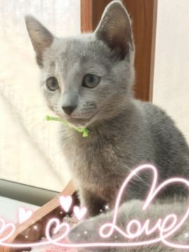 ロシアンブルー【宮城県・男の子・2017年4月5日・ブルー（ダブルショートコート）】の写真「ママ似てタレ目さんなきみどり君⭐️」