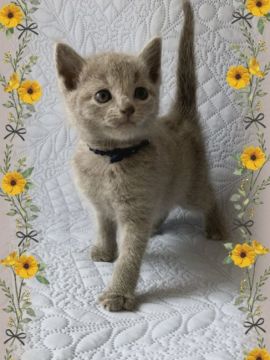 ロシアンブルー【宮城県・男の子・2018年9月15日・ブルー（ショートコート）】の写真「まん丸ネイビー君😺💙💙💙」