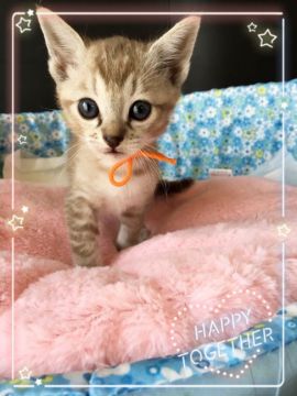 ロシアンパパとプーラママのミックスぷちゃん【宮城県・女の子・2016年3月16日・ブラウン系】の写真「やさしい小さな女の子💓」