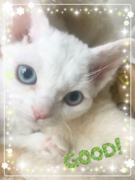 デボンレックス【宮城県・男の子・2017年11月11日・ホワイト（巻毛）】の写真「真っ白な可愛い宇宙人👽💕」