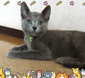 ロシアンブルー【宮城県・男の子・2016年10月6日・ブルー】の写真「ずっしり骨格の素晴らしい可愛いきみちゃん⭐️」