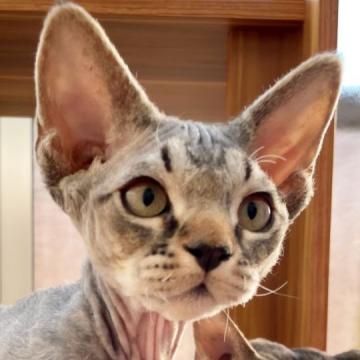 デボンレックス【宮城県・男の子・2022年8月26日・ブラウンタビー】の写真「好奇心旺盛で人見知りもなく元気いっぱいタロ君❤️」