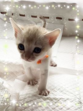 シンガプーラ【宮城県・女の子・2016年11月4日・セピアアグーチ（シングルショートコート）】の写真「可愛いオレンジちゃん🍊」