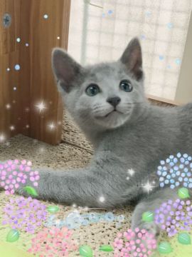 ロシアンブルー【宮城県・男の子・2019年4月22日・ブルー（ショート）】の写真「本日ご縁がありましてぼくちゃんきまりました」
