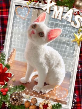 デボンレックス【宮城県・男の子・2018年8月20日・ホワイト（巻毛）】の写真「可愛いプードルキャット🐩💕」