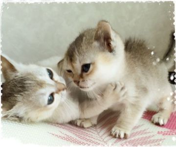 シンガプーラ【宮城県・男の子・2015年4月6日・セピアアグーチ】の写真「小さくておっとりした可愛いぷーら君♥️」