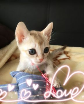 シンガプーラ【宮城県・女の子・2016年11月4日・セピアアグーチ（シングルショートコート）】の写真「とても美人さんで甘えたさん」