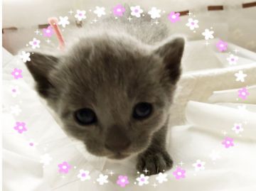 ロシアンブルー【宮城県・女の子・2017年2月12日・ブルー（ダブルショートコート）】の写真「薄ピンクちゃん💕」