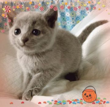 ロシアンブルー【宮城県・女の子・2018年9月15日・ブルー（ショートコート）】の写真「可愛い女の子ちゃん💕」