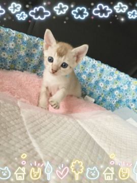 パパはロシアンママはぷーらの男の子くん🌟【宮城県・男の子・2016年6月21日・ぷーら模様のクリーム（ショート）】の写真「ぽわんとしている可愛いミックスくん🌟」