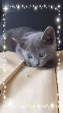 ロシアンブルー【宮城県・男の子・2016年10月6日・ブルー（ダブルショートコート）】の写真「可愛い末っ子水色君💓」