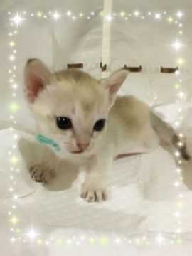 シンガプーラ【宮城県・男の子・2016年11月4日・セピアアグーチ（シングルショート）】の写真「可愛い宇宙人君👽」