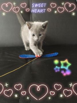 ロシアンブルー【宮城県・男の子・2016年5月16日・ブルー（ショート、ダブルコート）】の写真「小ちゃな垂れ目君💓」