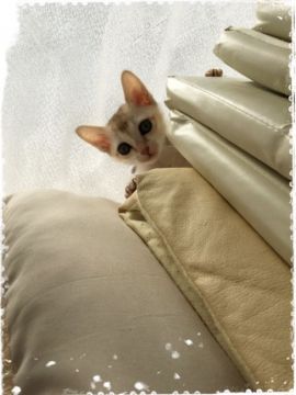 シンガプーラ【宮城県・男の子・2016年12月2日・セピアアグーチ（シングルショートコート）】の写真「まだまだベビ君です🐣」