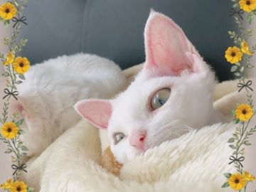 デボンレックス【宮城県・男の子・2018年8月20日・ホワイト（巻毛）】の写真「訳ありデボチビ君🍀」