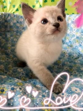 ロシアンブルー【宮城県・女の子・2018年7月18日・ブルーポイント（ショート）】の写真「ブルーの瞳の可愛い多分女の子のポイントちゃん💕」